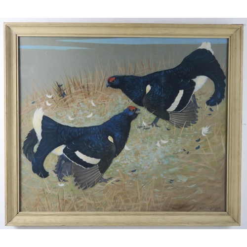 2913 - RALSTON GUDGEON RSA RSW (SCOTTISH 1910-1984) TWO BLACK GROUSE Watercolour, signed lower right, 50 x ... 