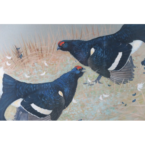 2913 - RALSTON GUDGEON RSA RSW (SCOTTISH 1910-1984) TWO BLACK GROUSE Watercolour, signed lower right, 50 x ... 