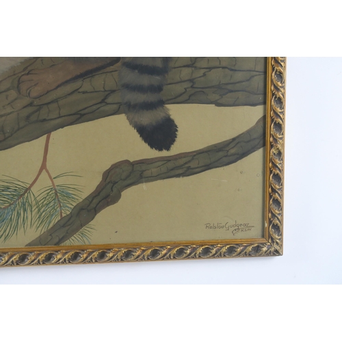 2963 - RALSTON GUDGEON RSA RSW (SCOTTISH 1910-1984) A WILD CAT RESTING Watercolour, signed lower right, 49 ... 