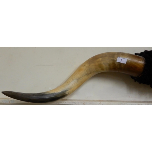 8 - A large set of steer horns with hide covered boss, 177cm wide