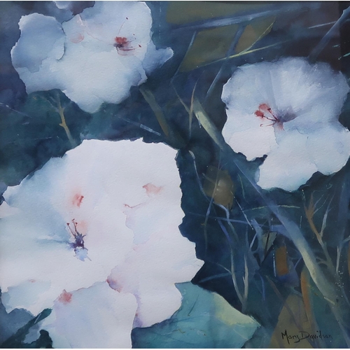 1011 - MARY DAVIDSON (SCOTTISH b.1955) PELARGONIUMS Watercolour, signed lower right, 30 x 30cm Title inscri... 