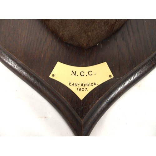 2056A - AN EARLY 20TH CENTURY TAXIDERMY TOPI HEADon oak shield mount bearing plaque 