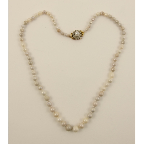 64 - A string of Scottish Tay River pearls