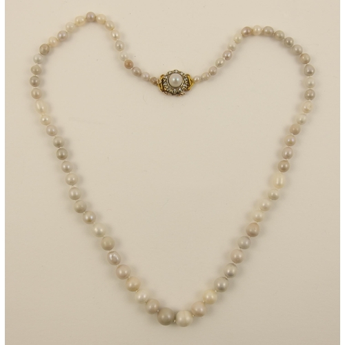 64 - A string of Scottish Tay River pearls