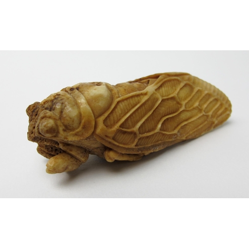 523 - A Japanese bone netsuke of a Cicada