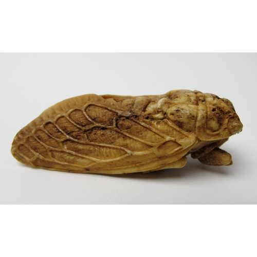 523 - A Japanese bone netsuke of a Cicada