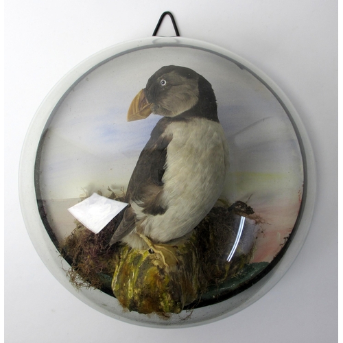 719 - A taxidermy model of a puffin