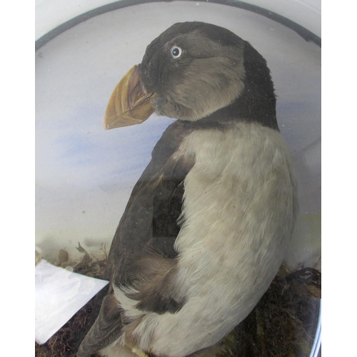 719 - A taxidermy model of a puffin