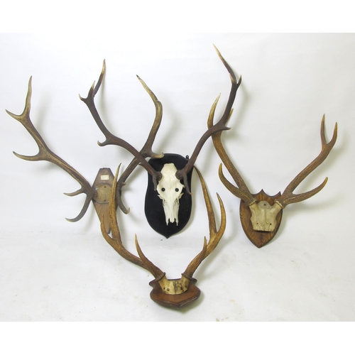 901 - A pair of wall mounting antlers