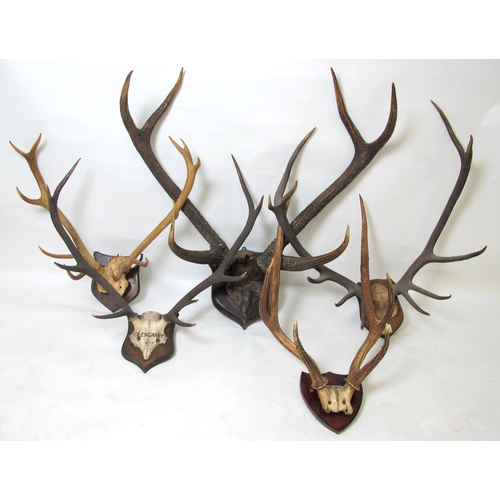 903 - A pair of wall mounting antlers