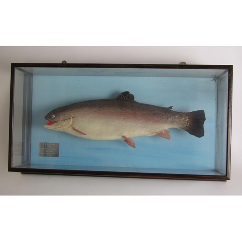 259 - A cased model of a rainbow trout