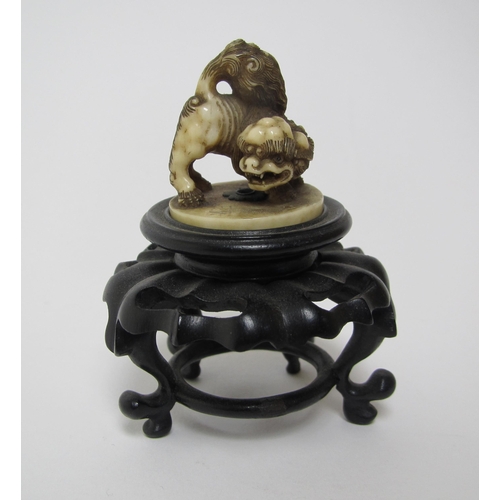 656 - A Japanese carved ivory shishi snarling on all fours