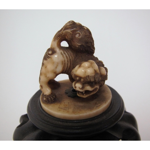 656 - A Japanese carved ivory shishi snarling on all fours