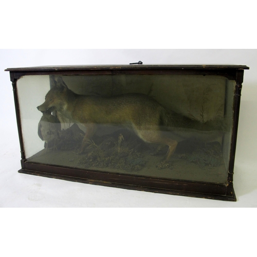 820 - A taxidermy fox with caught pheasant