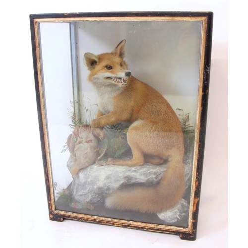 822 - A taxidermy fox and pigeon