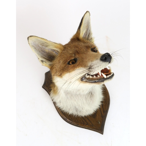 2557 - A TAXIDERMY RED FOX MASK WITH ASSOCIATED TAILWell-modelled with partially open jaws, mounted on an o... 