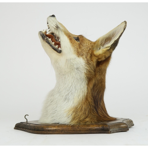 2557 - A TAXIDERMY RED FOX MASK WITH ASSOCIATED TAILWell-modelled with partially open jaws, mounted on an o... 