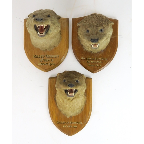 2558 - A GROUP OF THREE TAXIDERMY OTTER MASKSFirst quarter of the 20th century, all with mouths agape and m... 