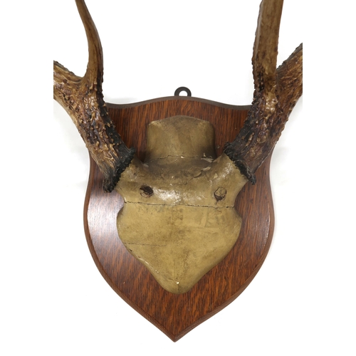 2037 - A LARGE SET OF EUROPEAN MOOSE ANTLERSon skull cap mounted upon oak shield wall mount, 85cm high x 13... 