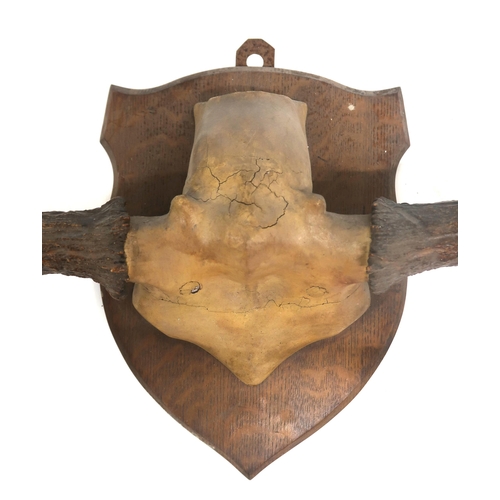 2037 - A LARGE SET OF EUROPEAN MOOSE ANTLERSon skull cap mounted upon oak shield wall mount, 85cm high x 13... 