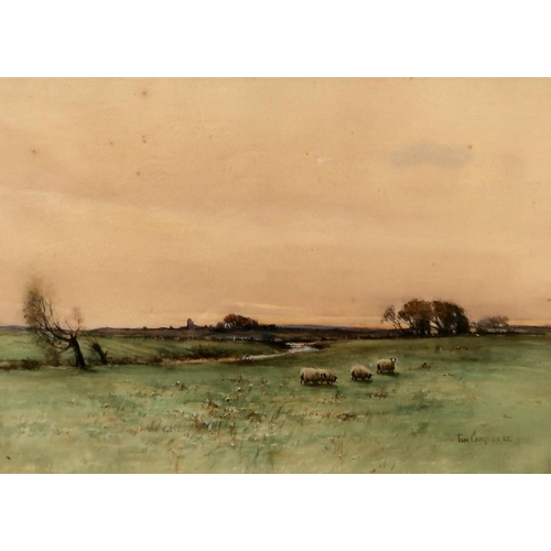 1050 - TOM CAMPBELL (SCOTTISH 1865-1943)GRAZING SHEEPWatercolour, signed lower right, 28 x 38cm and 2 other... 