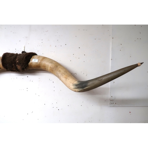 3 - A large pair of cows horns joined by pelt on iron wall mount, 143cm wide