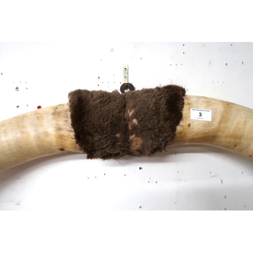 3 - A large pair of cows horns joined by pelt on iron wall mount, 143cm wide