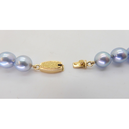 577 - A string of pale blue good quality pearls, each pearl approx 8.1mm with a yellow metal clasp, l... 