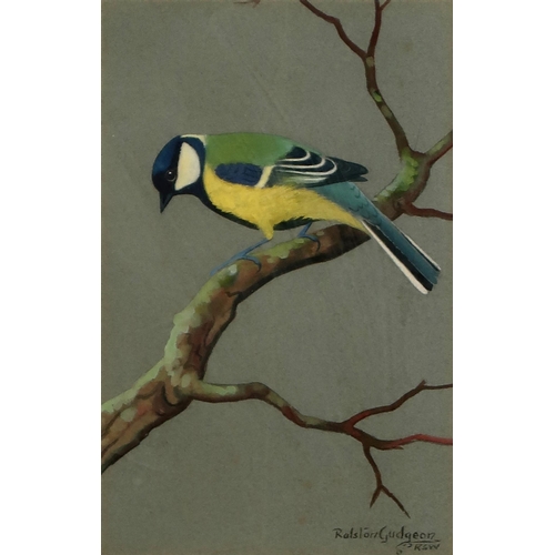 2970 - RALSTON GUDGEON RSW (SCOTTISH 1910-1984)BLUE TIT ON A BRANCHWatercolour on grey paper, signed, lower... 