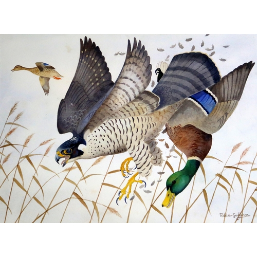 2973 - RALSTON GUDGEON RSW (SCOTTISH 1910-1984) PEREGRINE FALCON AND MALLARDWatercolour and bodycolour, sig... 