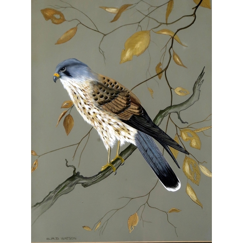 803 - C.R.D.WATSON Kestrel, signed, gouache, 33 x 25cm