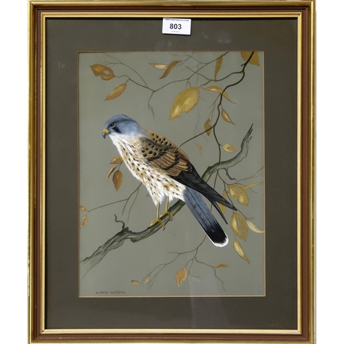 803 - C.R.D.WATSON Kestrel, signed, gouache, 33 x 25cm