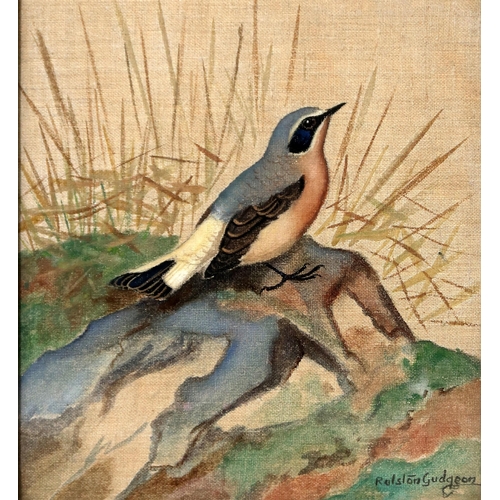 821 - RALSTON GUDGEON RSW Wheatear, watercolour on linen, 30 x 25cm