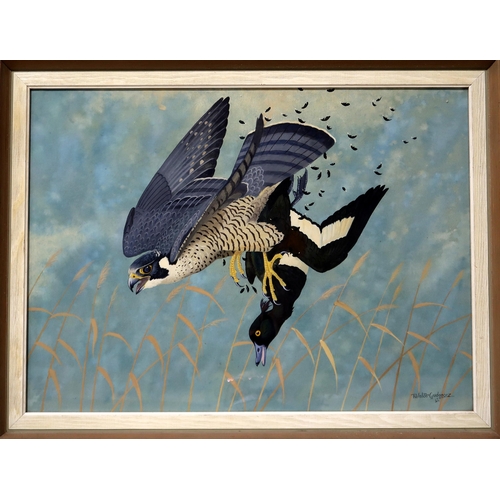 826 - RALSTON GUDGEON RSW Peregrine Falcon and tufted duck, signed, gouache, 46 x 62cm