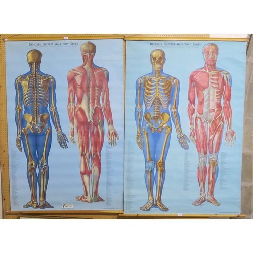 504 - DENOYER-GEPPERT ANATOMY SERIES KL 1 Skeleton and Musculature front view and KL 2  Skeleton and Muscu... 