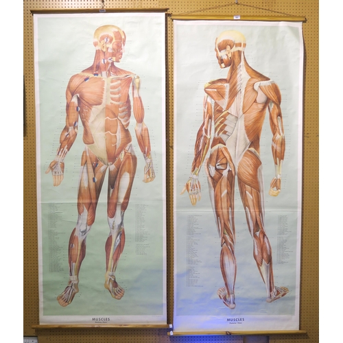 505 - ERNST KLETT VERLAG , Stuttgart anatomical linen wall chart MUSCLES (Anterior View) and Dr. te Neues ... 