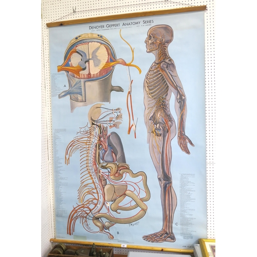 507 - DENOYER - GEPPERT ANOTOMY SERIES KL 8 Nervous System linen wall chart