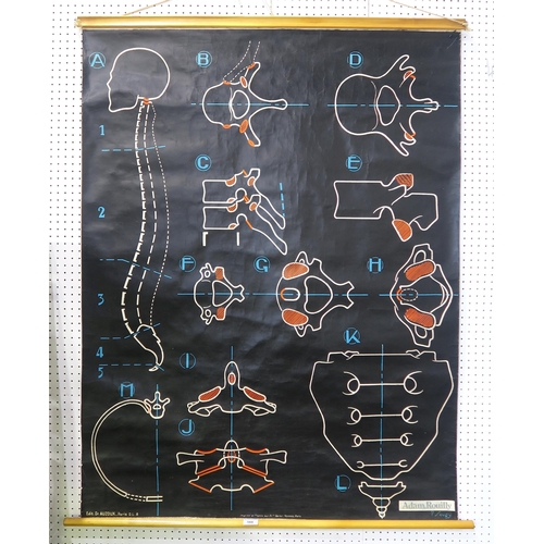 508 - ADAM ROUILLY Vertebral Column with Pelvis linen wall chart