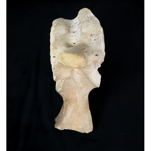 2954 - A 20TH CENTURY INUIT FIGURATIVE CARVINGBone, indistinctly inscribed on base, 33cm (13