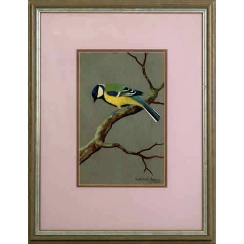 2970 - RALSTON GUDGEON RSW (SCOTTISH 1910-1984)BLUE TIT ON A BRANCHWatercolour on grey paper, signed, lower... 