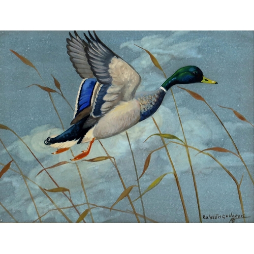 2971 - RALSTON GUDGEON RSW (SCOTTISH 1910-1984)MALLARD RISINGWatercolour and bodycolour, signed lower right... 