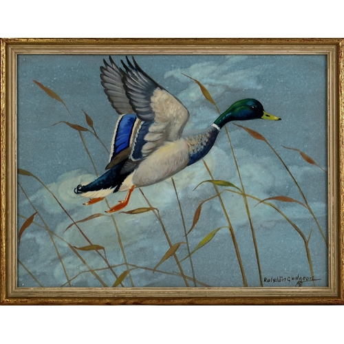 2971 - RALSTON GUDGEON RSW (SCOTTISH 1910-1984)MALLARD RISINGWatercolour and bodycolour, signed lower right... 