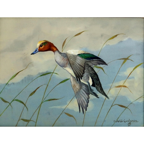 2971 - RALSTON GUDGEON RSW (SCOTTISH 1910-1984)MALLARD RISINGWatercolour and bodycolour, signed lower right... 