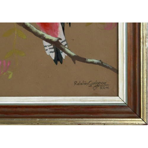 2972 - RALSTON GUDGEON RSW (SCOTTISH 1910-1984)GREAT SPOTTED WOODPECKERSWatercolour and bodycolour on brown... 