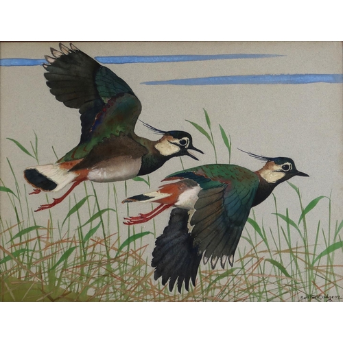 2999 - RALSTON GUDGEON RSW (SCOTTISH 1910-1984)LAPWINGS HEADING UPWINDWatercolour and bodycolour on grey pa... 