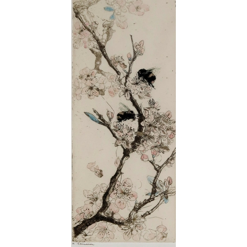 3048 - KATE CAMERON RSW RE (SCOTTISH 1874-1965)PLUM BLOSSOM Drypoint etching, with hand colouring, sig... 