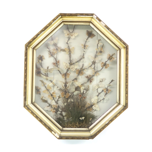 2571 - LEPIDOPTEROLOGY: A VICTORIAN CASED DISPLAY OF BUTTERFLIESMounted in a naturalistic setting within an... 