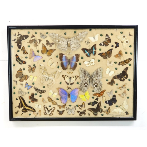 2572 - LEPIDOPTEROLOGY: A GLAZED DISPLAY OF BUTTERFLIES AND BEETLESMounted upon a cushioned backdrop, the f... 