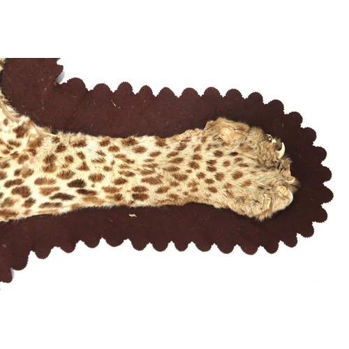 2011 - A 20TH CENTURY LEOPARD PELT RUG with brown baize underlining, 202cm long x 106cm wide attributed pho... 