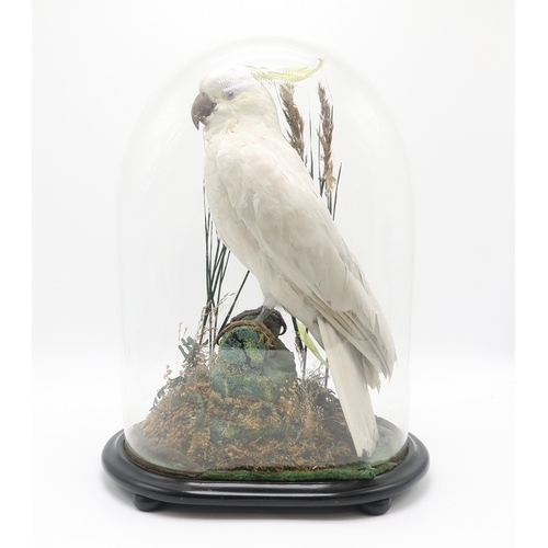 2566 - TAXIDERMY - A SULPHUR-CRESTED COCKATOO (CACATUA GALERITA)Modelled perched upon a mossy log within a ... 